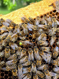 Load image into Gallery viewer, 2025 VSH Queen Bee – Superior Genetics &amp; Performance