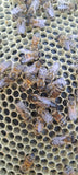 Load image into Gallery viewer, 2025 VSH Queen Bee – Superior Genetics &amp; Performance