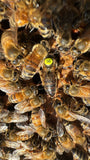 Load image into Gallery viewer, 2025 VSH Queen Bee – Superior Genetics &amp; Performance