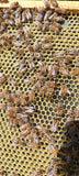 Load image into Gallery viewer, 2025 VSH Queen Bee – Superior Genetics &amp; Performance