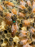 Load image into Gallery viewer, 2025 VSH Queen Bee – Superior Genetics &amp; Performance