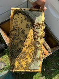 Load image into Gallery viewer, 2025 VSH Queen Bee – Superior Genetics &amp; Performance