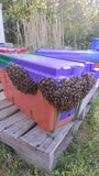 Load image into Gallery viewer, 2025 VSH Queen Bee – Superior Genetics &amp; Performance