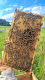 Load image into Gallery viewer, 2025 VSH Queen Bee – Superior Genetics &amp; Performance